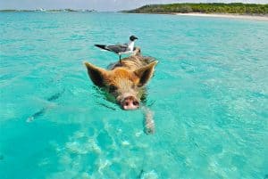 Bahamas zwemmen varkens