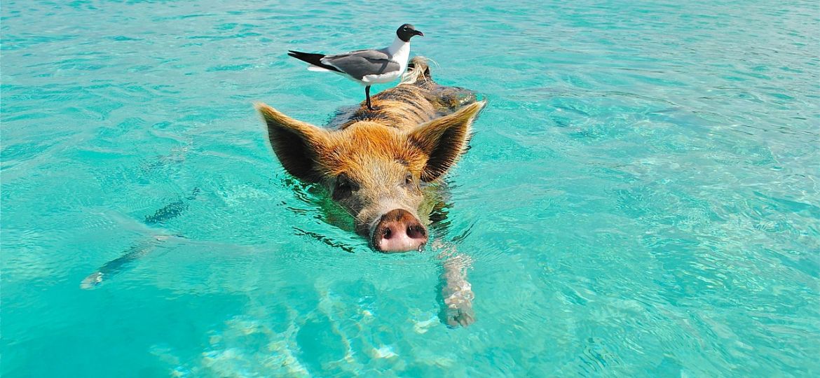 Bahamas zwemmen varkens